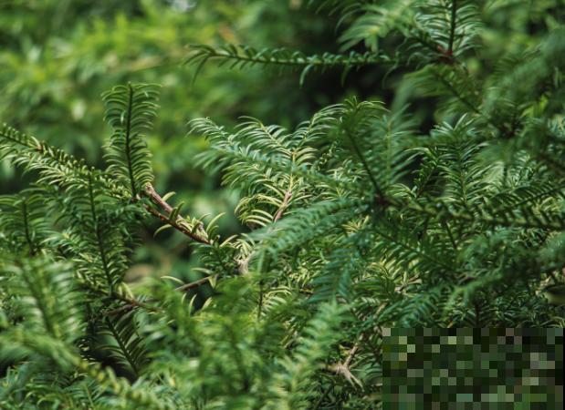 红豆杉叶子发黄干枯,要想拯救成功,这3点要知道 红豆杉叶子发黄干枯,要想拯救成功,这3点要知道