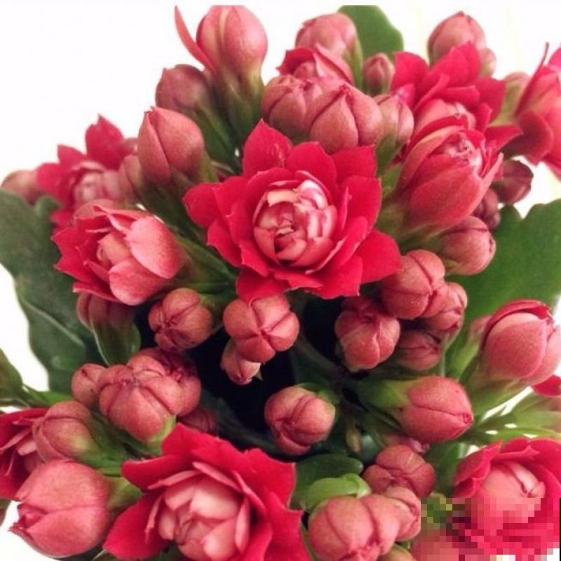 长寿花开完花,赶紧狠心剪一刀,来年花苞长更多 长寿花开完花,赶紧狠心剪一刀,来年花苞长更多