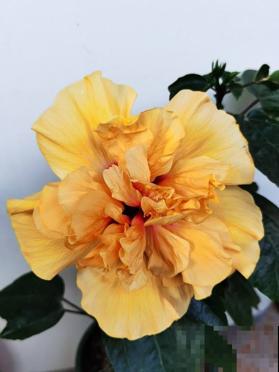 5种花，抗碱性很强，就适合种在北方