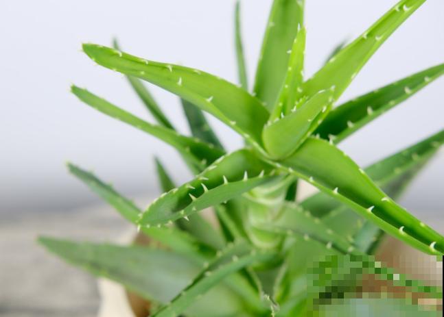 芦荟掰个芽,插水里7天生根,操作简单长得超快 芦荟掰个芽,插水里7天生根,操作简单长得超快