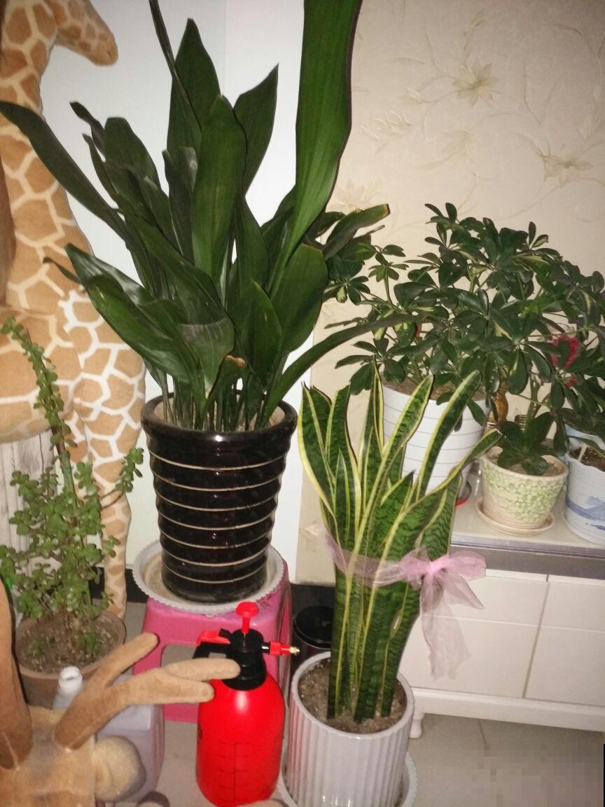 让卫生间也变小花园的方法，关键在这3种花，还有净化空气效果