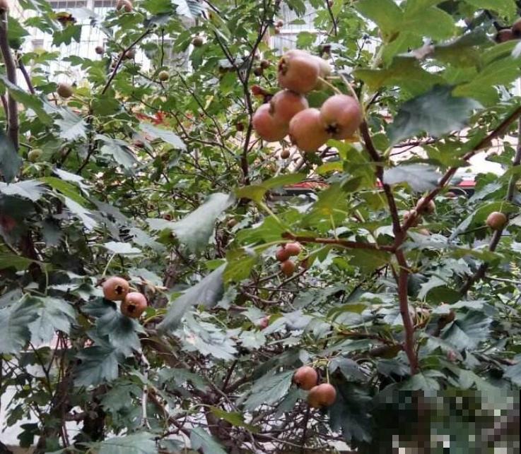 吃完的山楂种子不要扔，轻松4步，养出好看的绿植