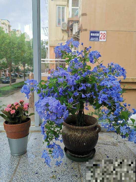 春天爆花的7种花,个个都有福气,加点酸水更爆盆 春天爆花的7种花,个个都有福气,加点酸水更爆盆