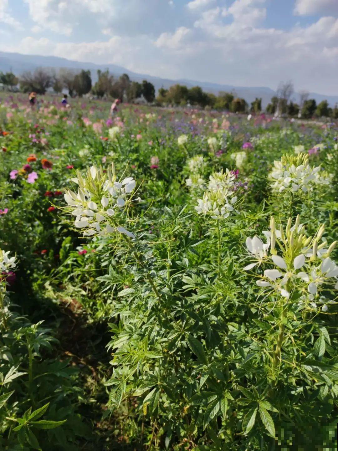 这9种“看家花”，70、80后难忘记，00后不认识！