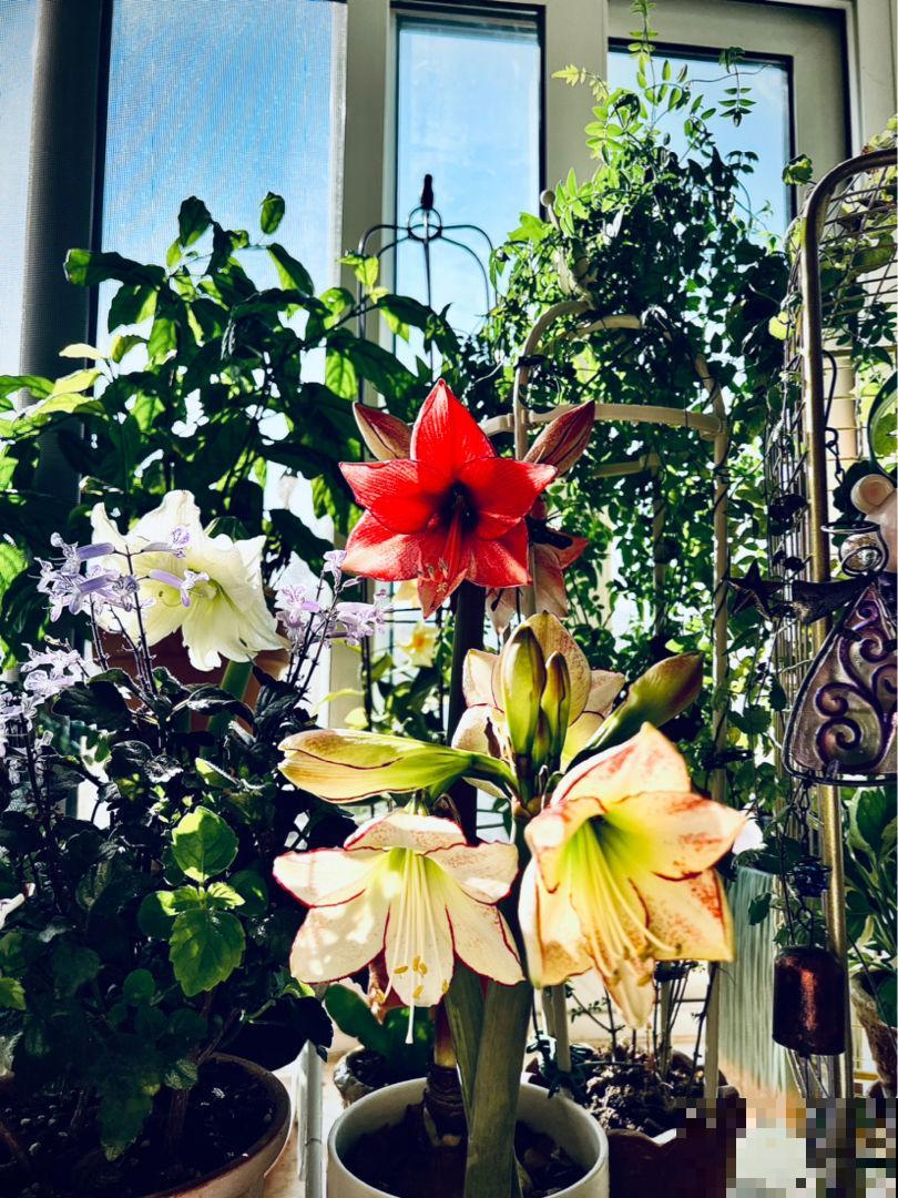 开败了的年宵花，别急着丢，剪一剪，来年还能接着开