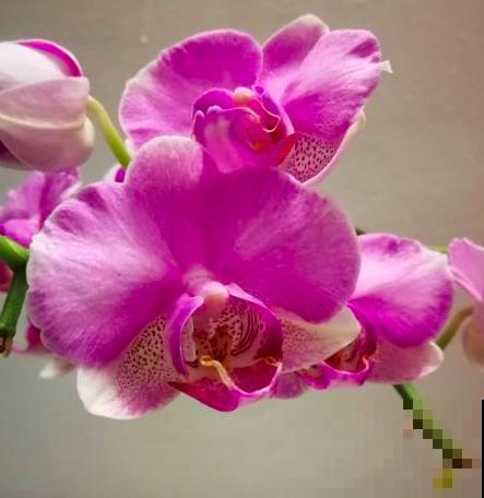 年宵花里的“冤大头”，年年买，年年养死，真是浪费钱