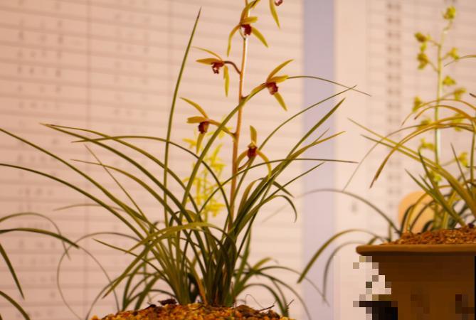 家里养殖的兰花不能随便送人，主要是兰花娇气，换环境影响生长