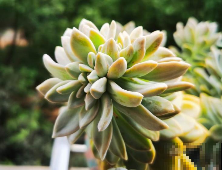 多肉如何区分烟煤病与晒伤，区别在于这2点，学会就能及时预防