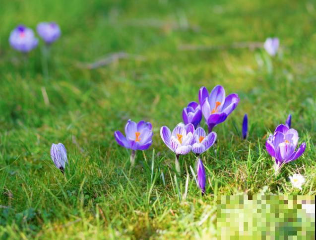 开后的藏红花,赶紧剪一刀,来年还能继续开花 开后的藏红花,赶紧剪一刀,来年还能继续开花