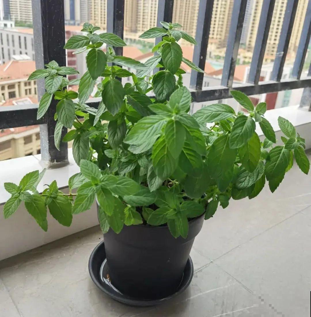 家里养盆薄荷，春天进行扦插繁殖，一盆变多盆