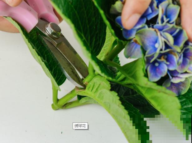 绣球花粉色变绿色，是一种返祖现象，多晒阳光就能恢复