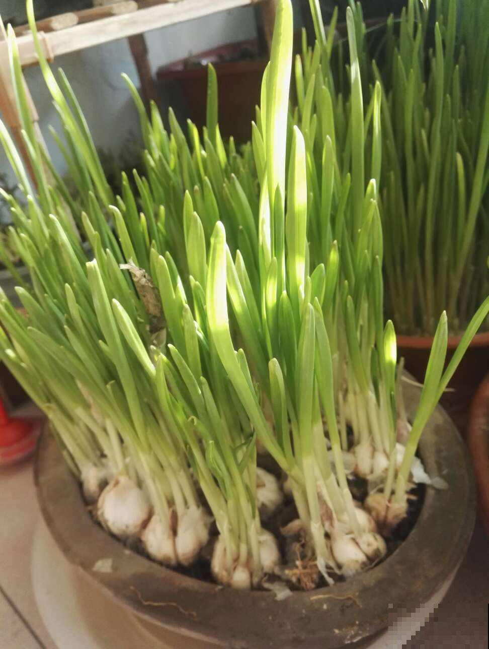 花盆里就能种的蔬菜，7天发芽，一个月就能吃，冬天买菜不出门