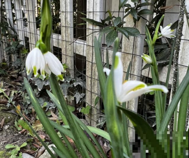 雪片莲种植时间有要求，记住这4点，出芽率提高