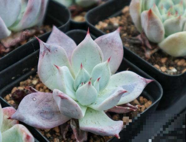 家里有煤渣，拿来种多肉，要处理好这4点