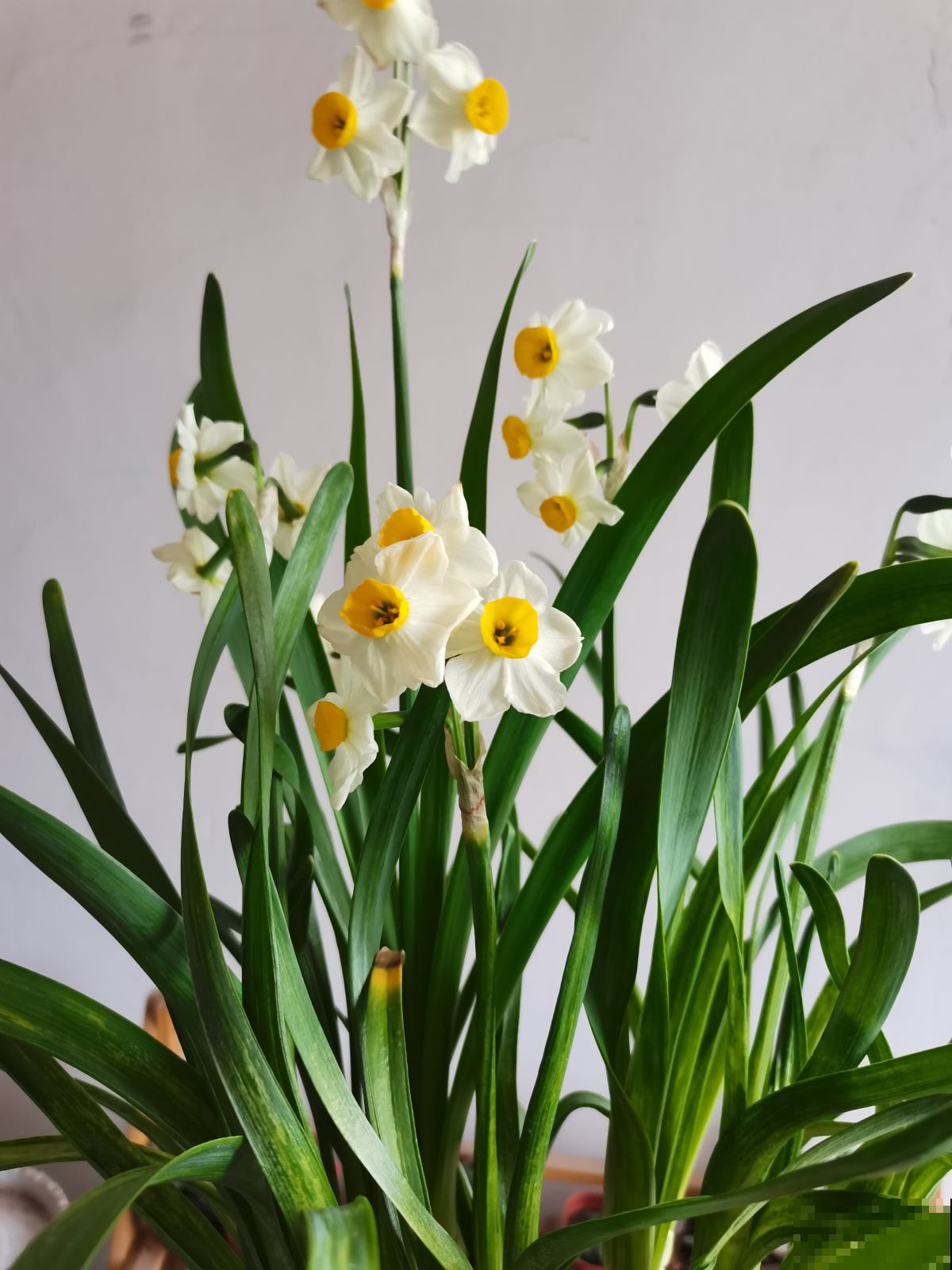 4种“有害花”,离家远一点,对身体危害大 4种“有害花”,离家远一点,对身体危害大