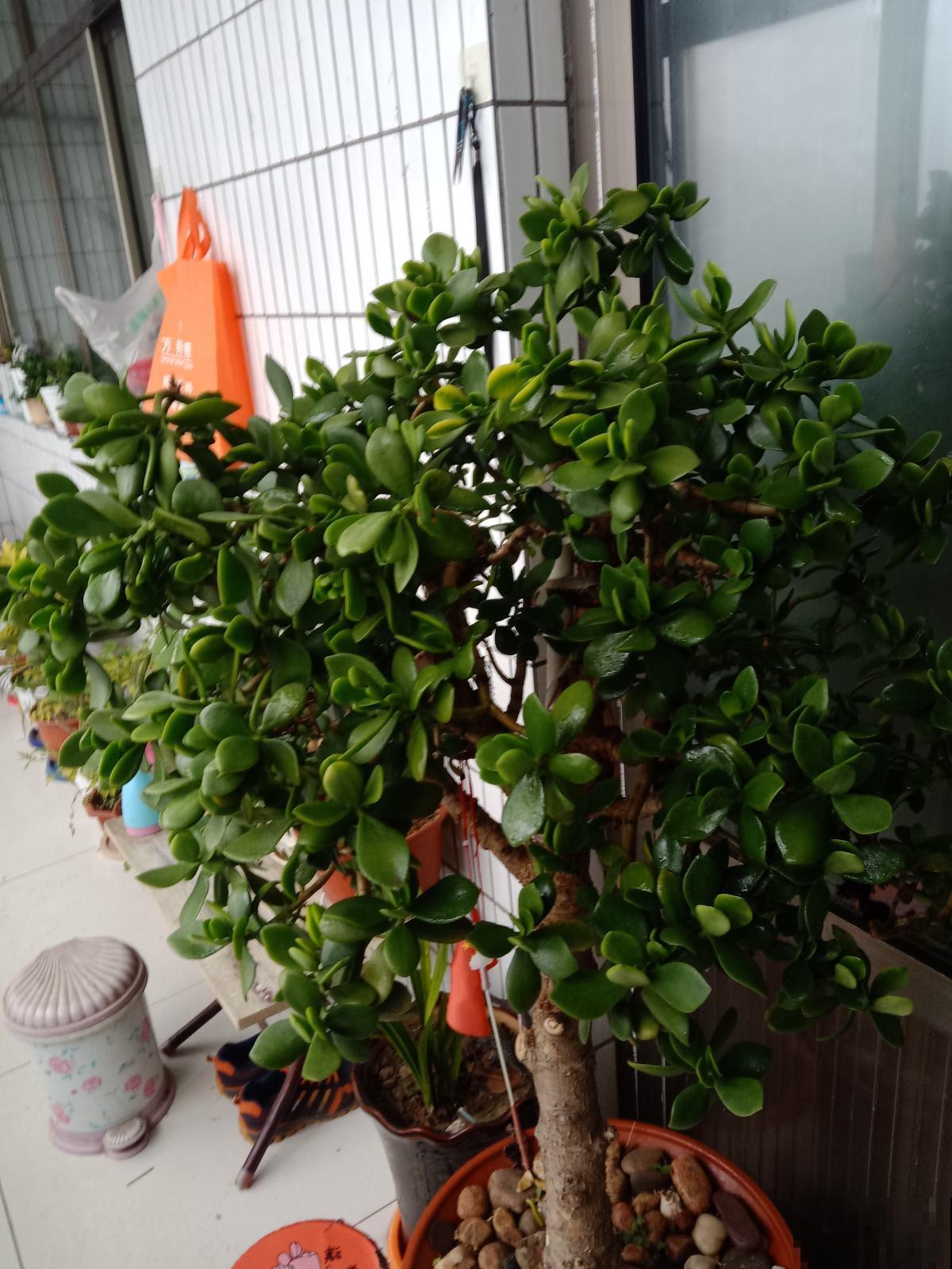 玉树这种贵气花，掌握方法才能越养越值钱，赶紧学起来