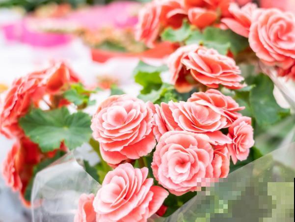 丽格海棠掐个枝，插水里就生根，干净开花多