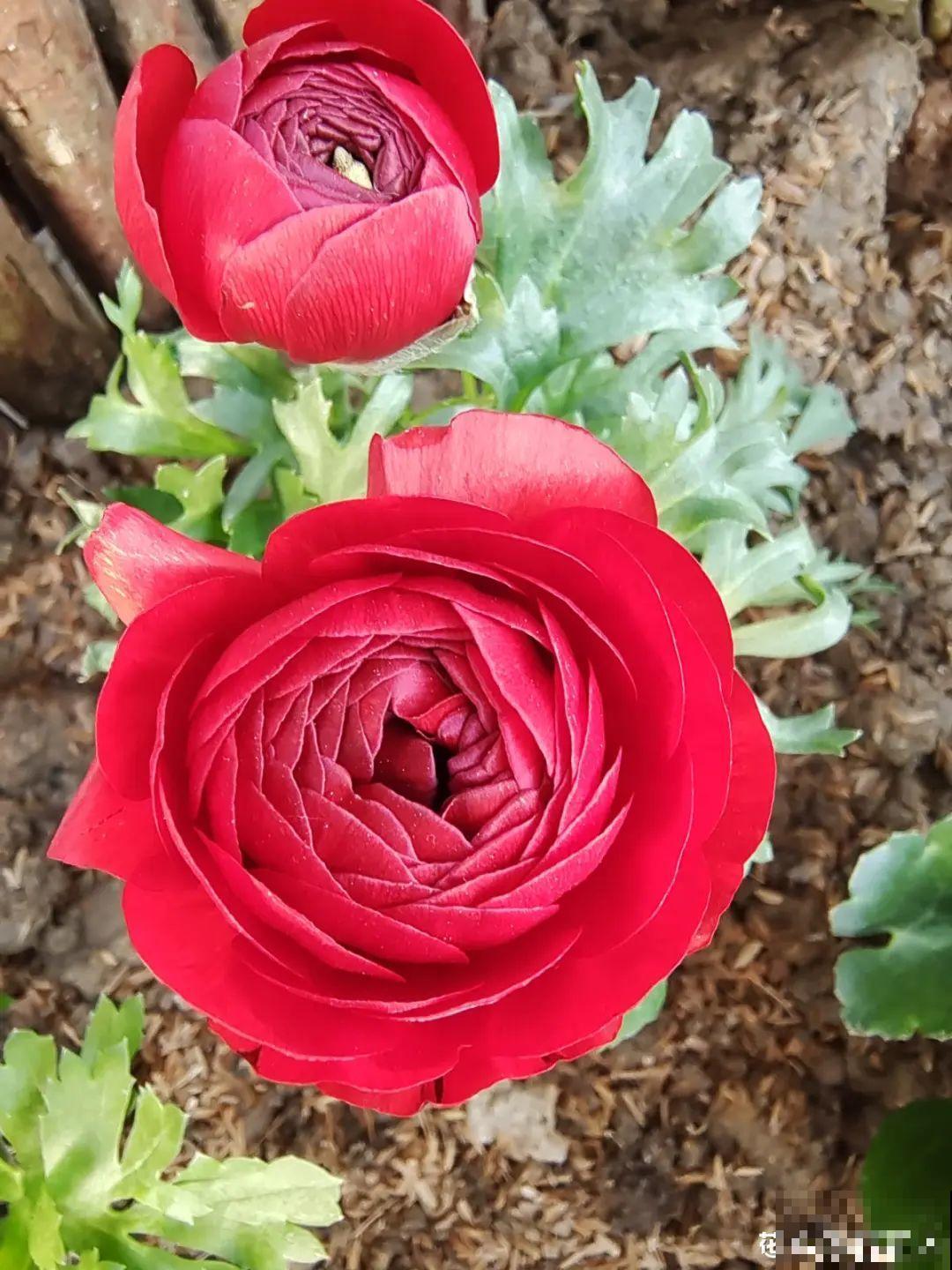 一种花被称作“小牡丹花”,能开花3个月,比玫瑰花还好看 一种花被称作“小牡丹花”,能开花3个月,比玫瑰花还好看