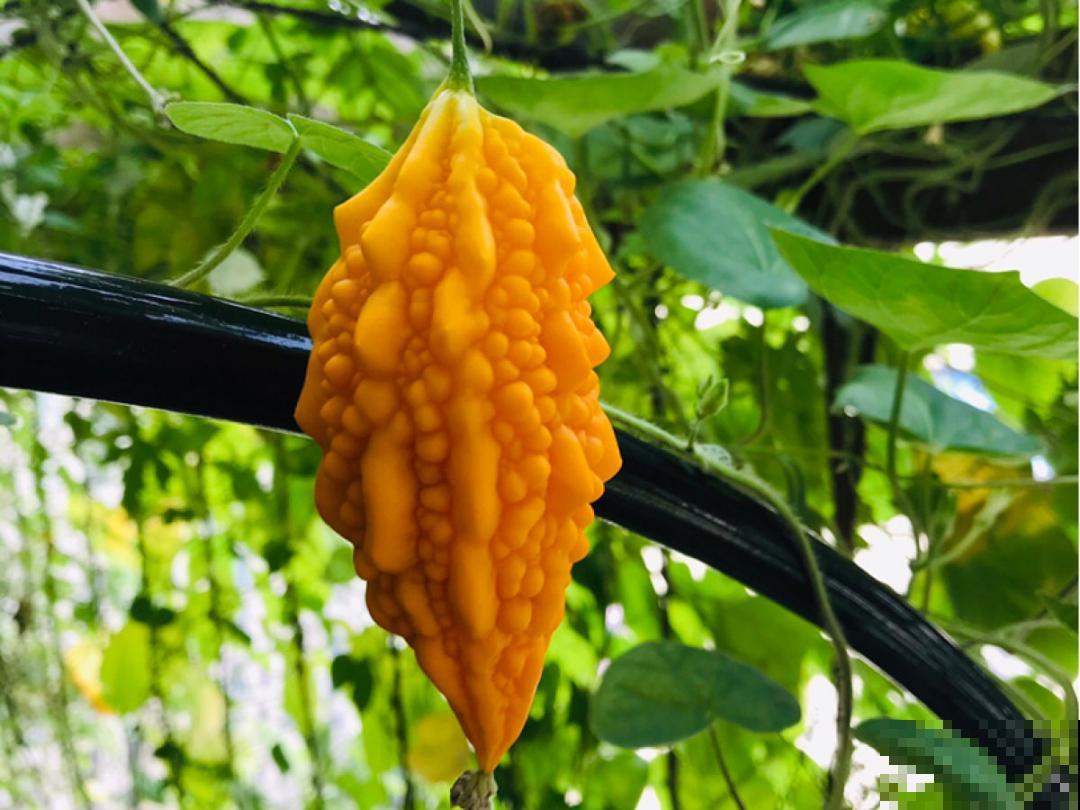 50种花春天播种,长满小院子,能开一整年 50种花春天播种,长满小院子,能开一整年