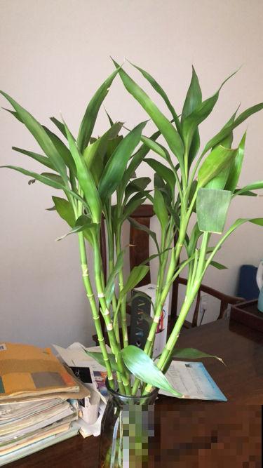 这4种花是老酒鬼,半个月喝一口酒,叶片又翠又绿 这4种花是老酒鬼,半个月喝一口酒,叶片又翠又绿