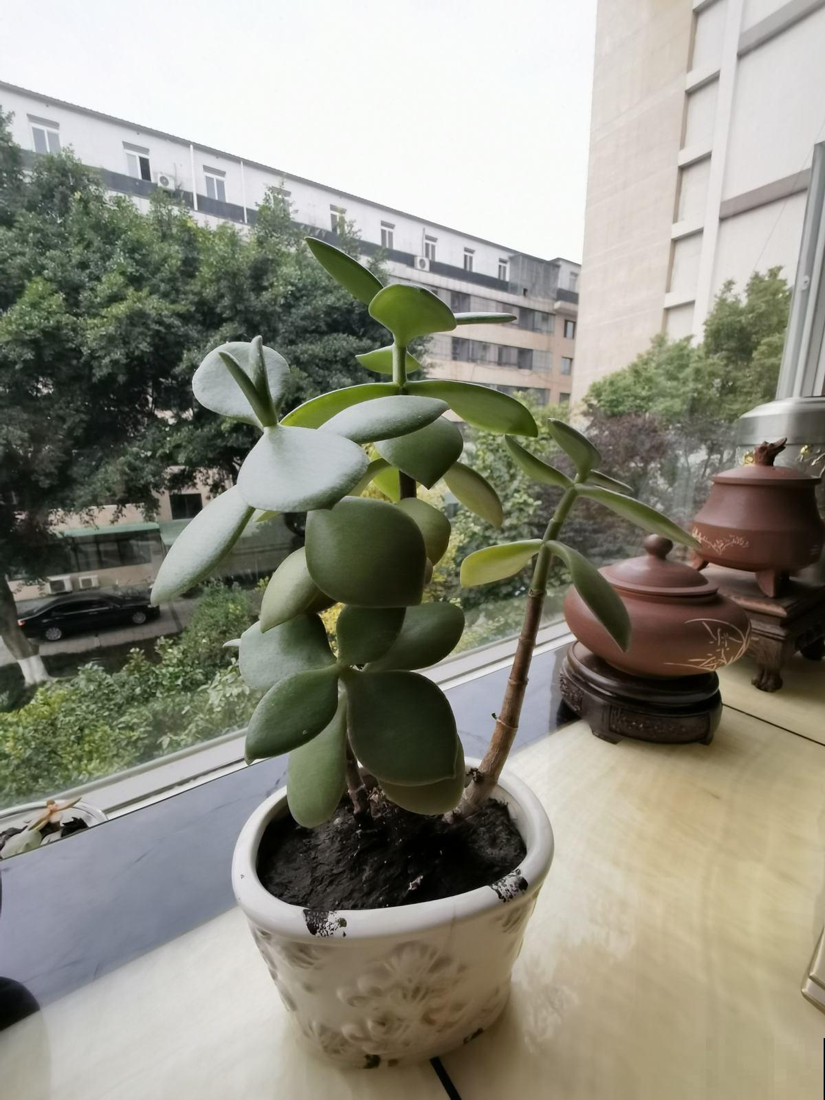 家里地方大的，可以养盆“树形多肉”，养的越大越值钱