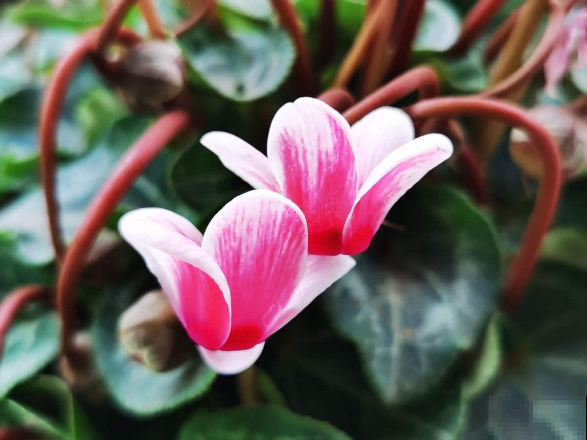 4种花冬天扦插反而更好，大白根呼呼冒，春天就开花