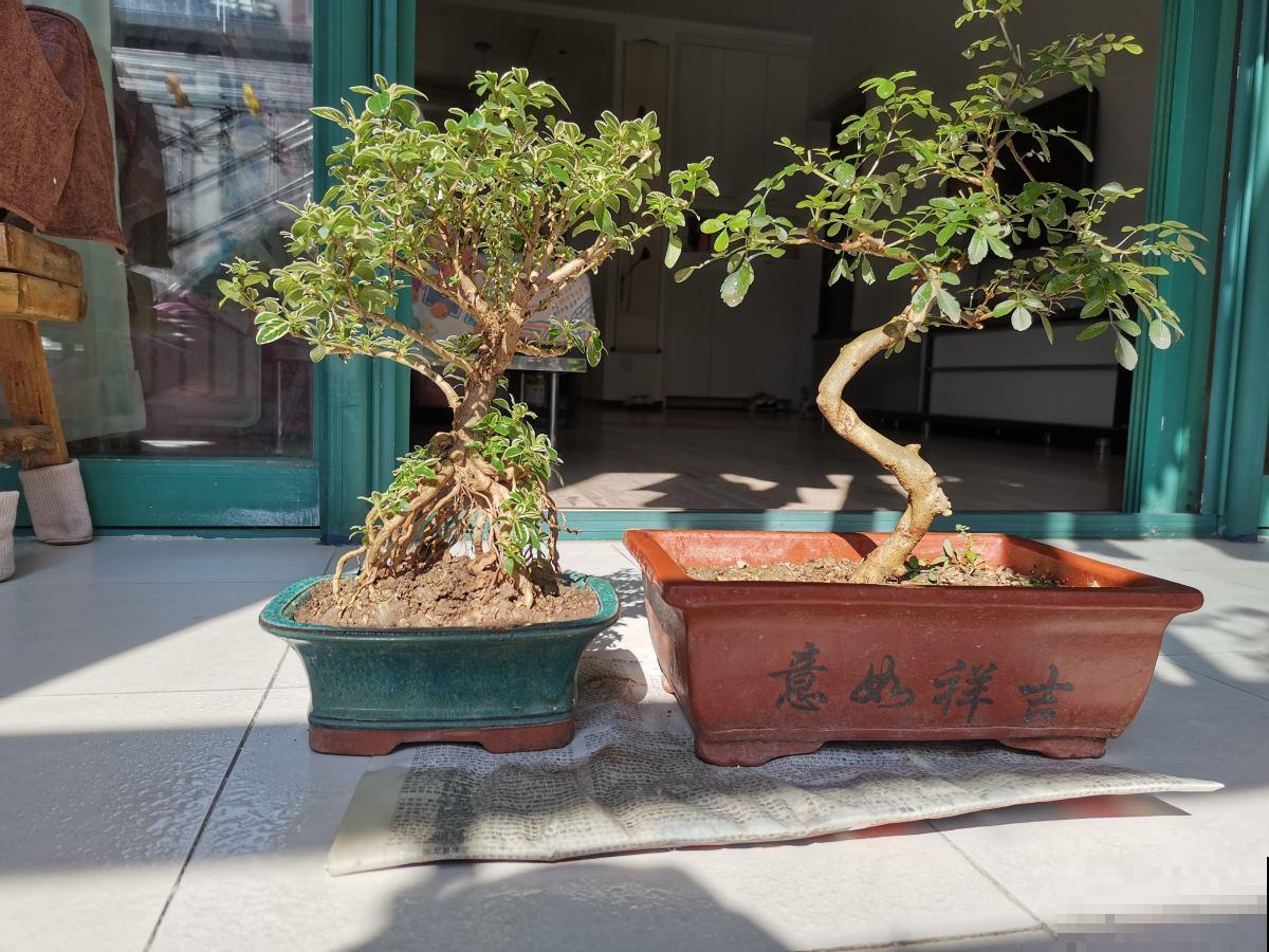 冬季室内植物施肥指南，肥料用得好，春天呼呼开爆盆