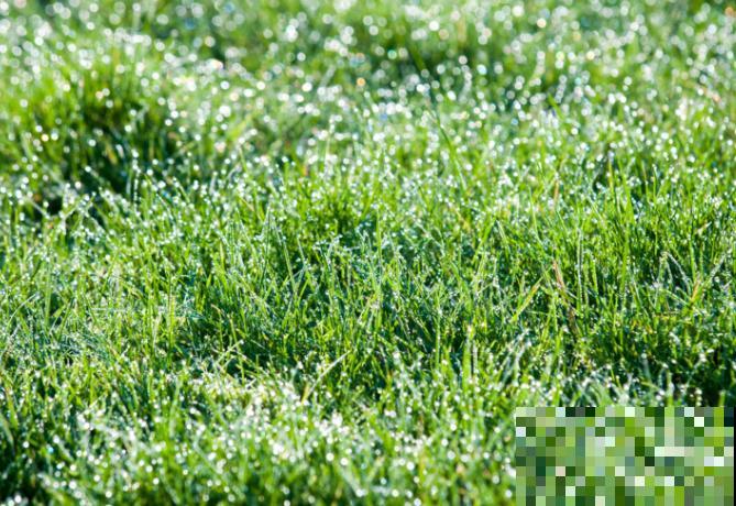 绿化草坪种植技术，主要有这5点，快来看看