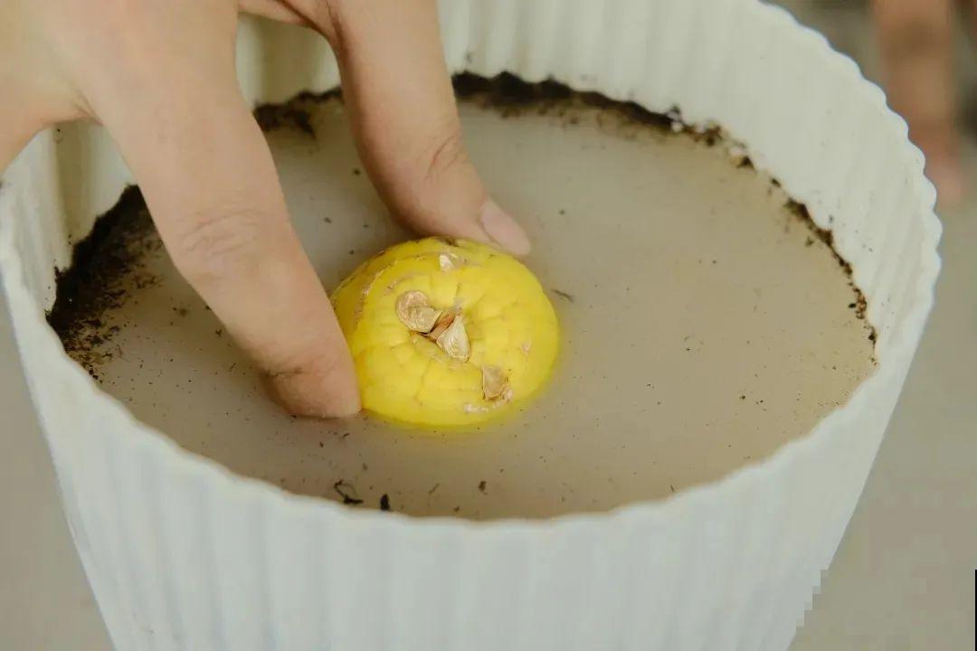 土里埋个“球”,呼呼长出1米花箭,花期长达上百天 土里埋个“球”,呼呼长出1米花箭,花期长达上百天