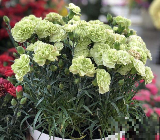 家里养的花，叶子一半绿一半黄，原来是出了大问题