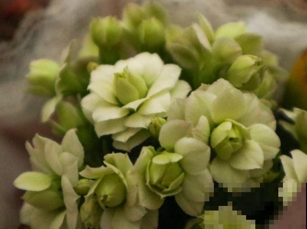 长寿花生虫不要急，学会这4点，轻松解决