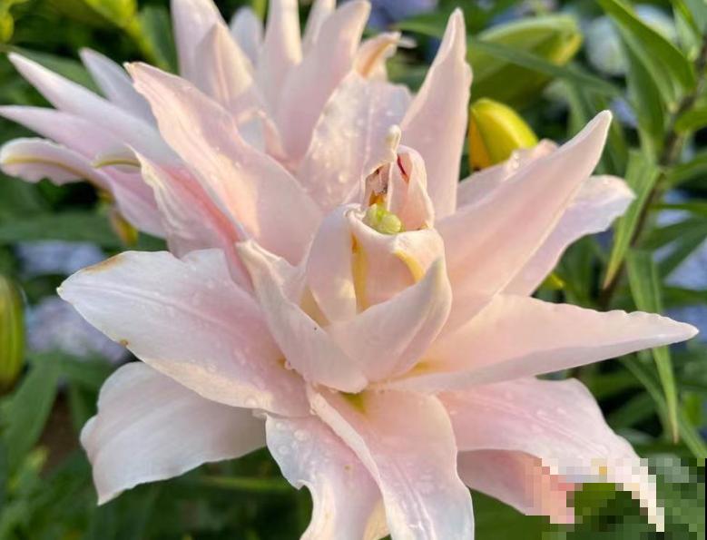 土里埋个“蒜头”，半个月蹿出壮枝条，俩月开出“香水花”