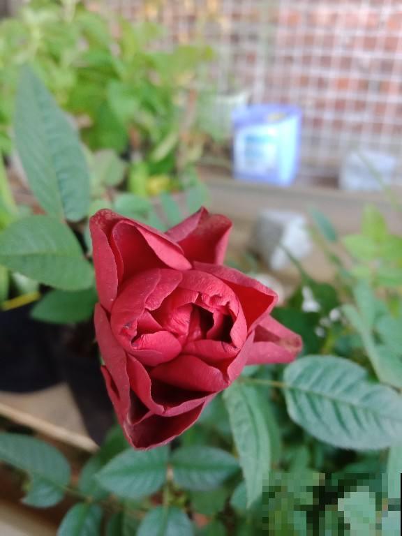 冬天适合喝的花茶，制作零成本，简单又养身