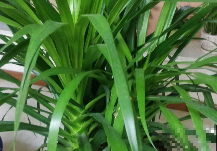 家里有盆“青云直上”，不会修剪，来看看这4步修剪方法