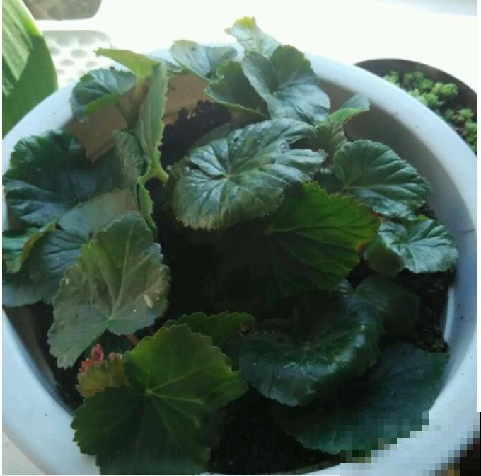 6种花，二月底快扦插，十几天就生根