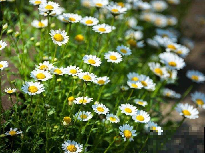 盆栽小雏菊的养殖方法，主要是这4点，学会养殖没问题