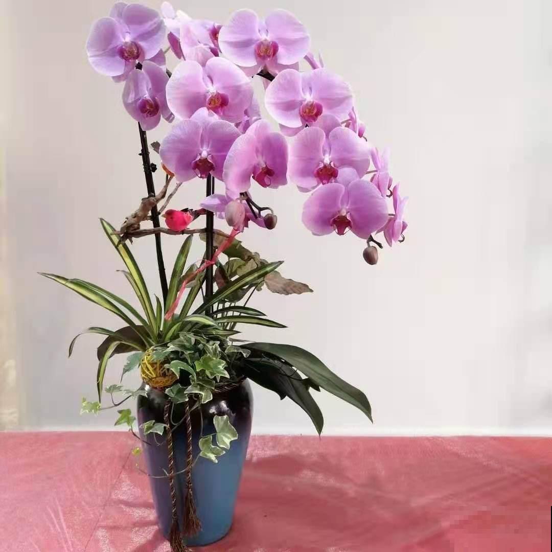 特难养的年宵花，看着是好看，买回家就是冤大头，很快就养死