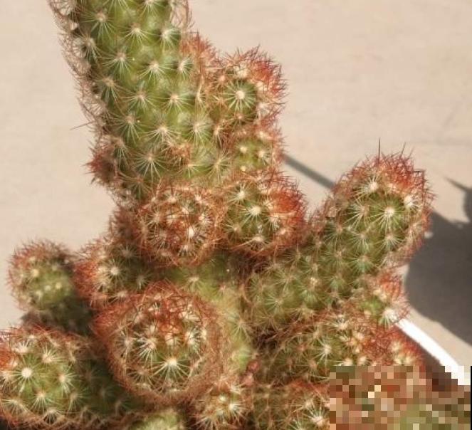 1种吉利花名叫“金手指”，在家养一盆，吉利招财有好兆头