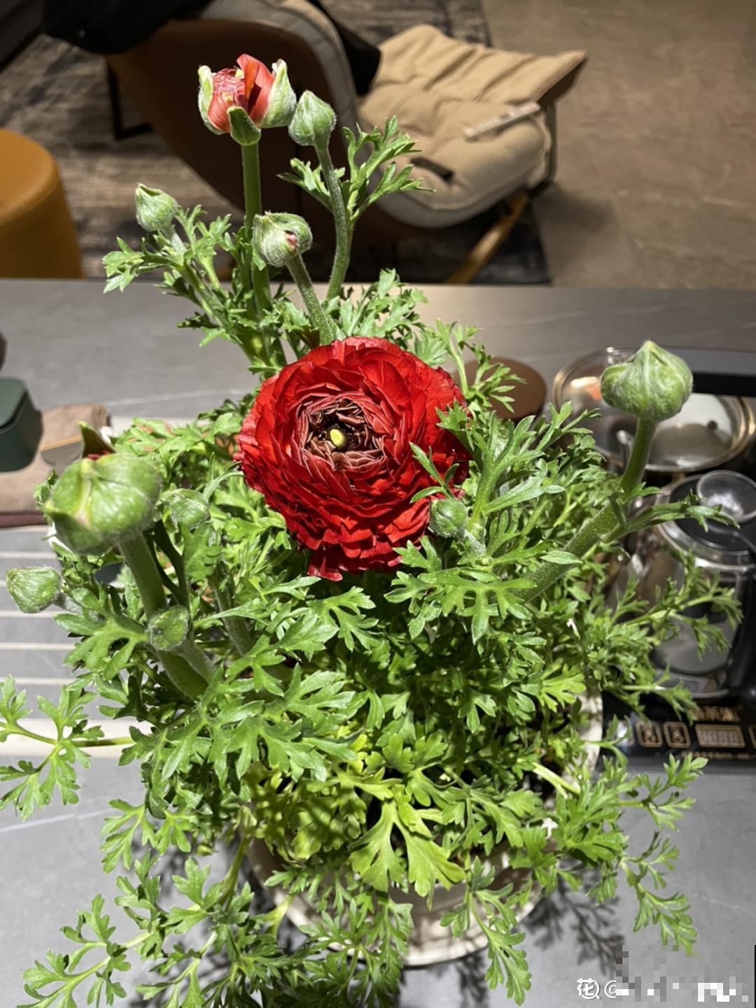 一种花被称作“小牡丹花”,能开花3个月,比玫瑰花还好看 一种花被称作“小牡丹花”,能开花3个月,比玫瑰花还好看