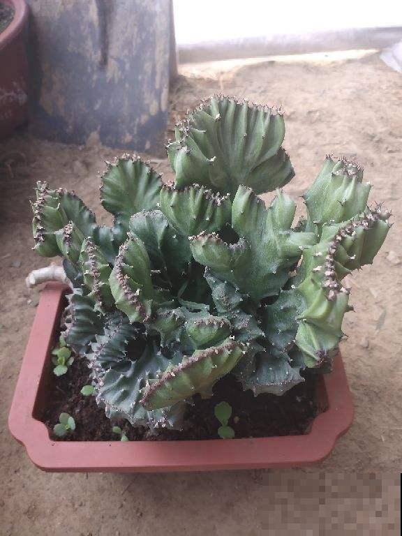 邻居捡了一棵怪植物,栽花盆里养5年,有人出5万买 邻居捡了一棵怪植物,栽花盆里养5年,有人出5万买