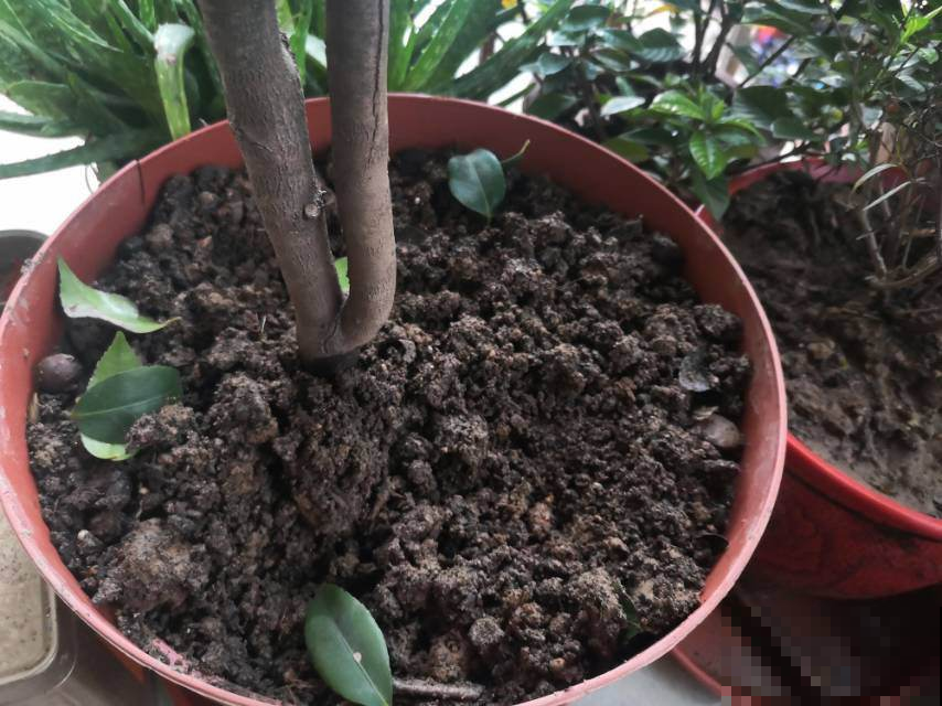 买回家的花,叶子哗哗掉一地,简直成了光杆司令,究竟为啥? 买回家的花,叶子哗哗掉一地,简直成了光杆司令,究竟为啥?