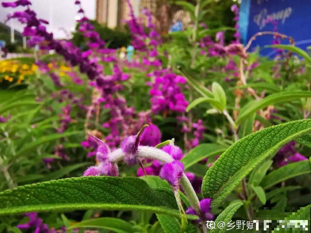 50种花春天播种,长满小院子,能开一整年 50种花春天播种,长满小院子,能开一整年