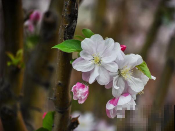 这4种树开花最香,快在门口养几颗,花香四溢 这4种树开花最香,快在门口养几颗,花香四溢