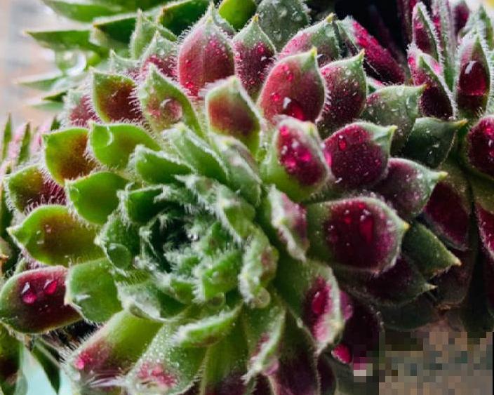 紫牡丹养殖简单，知道这4点，爆盆容易