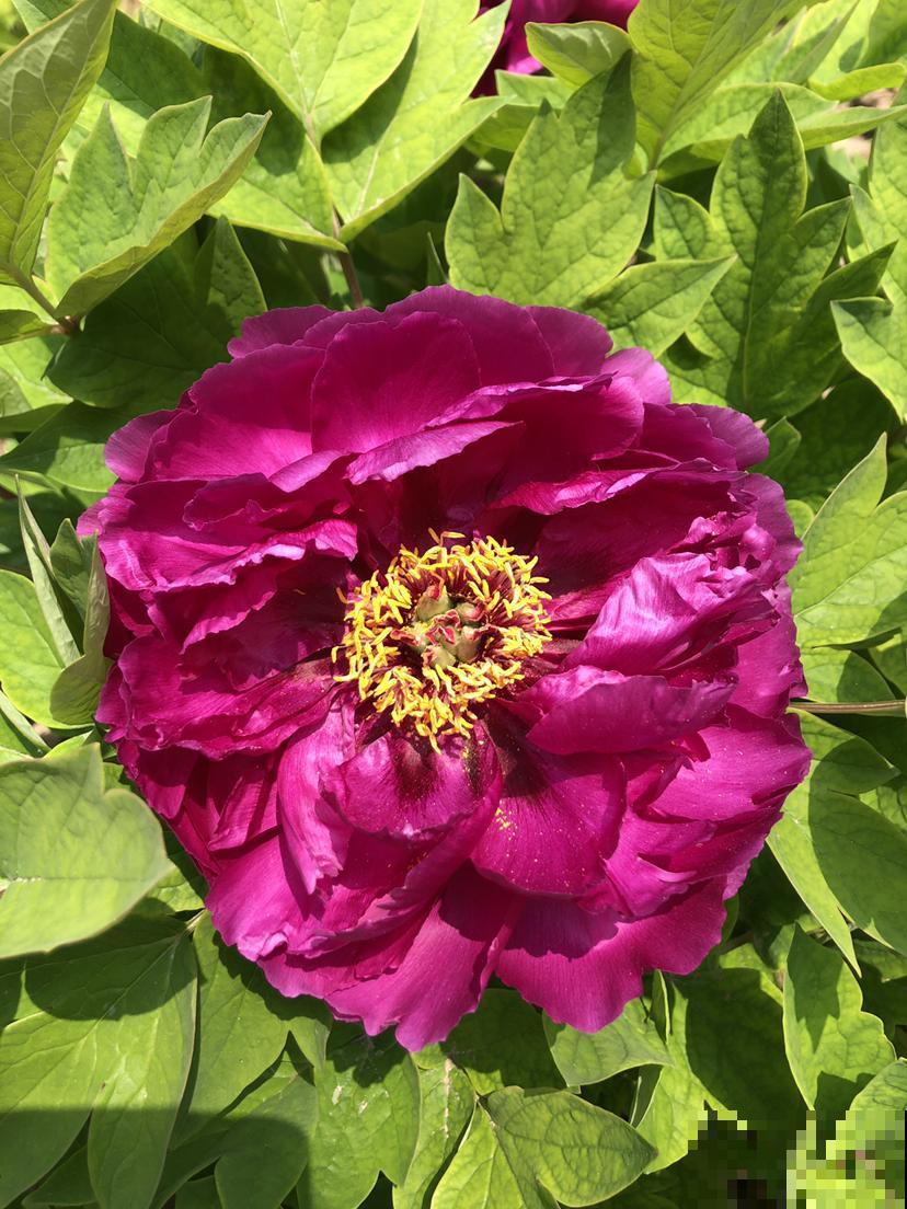 “过年赏牡丹，富贵又平安”，网上买的牡丹开爆了，真爽