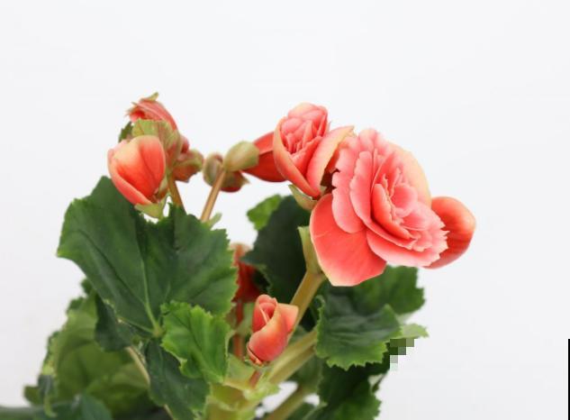 丽格海棠烂茎，狠心剪一刀，剪完还能活