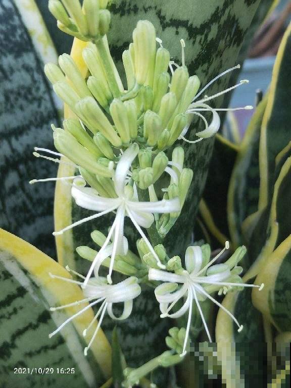 镶金边的3种花，最适合做年宵花，吉祥又富贵