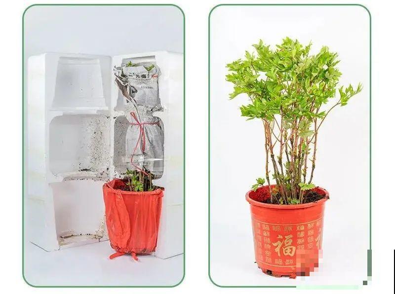 花中之王牡丹,过年家里备一盆,艳压群芳! 花中之王牡丹,过年家里备一盆,艳压群芳!