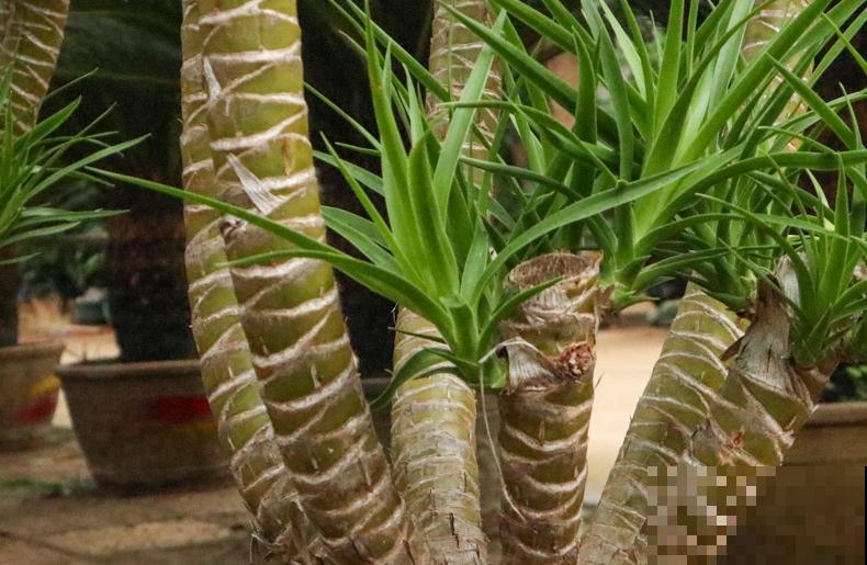 龙血树的侧芽，要想扦插成功，这4点要注意