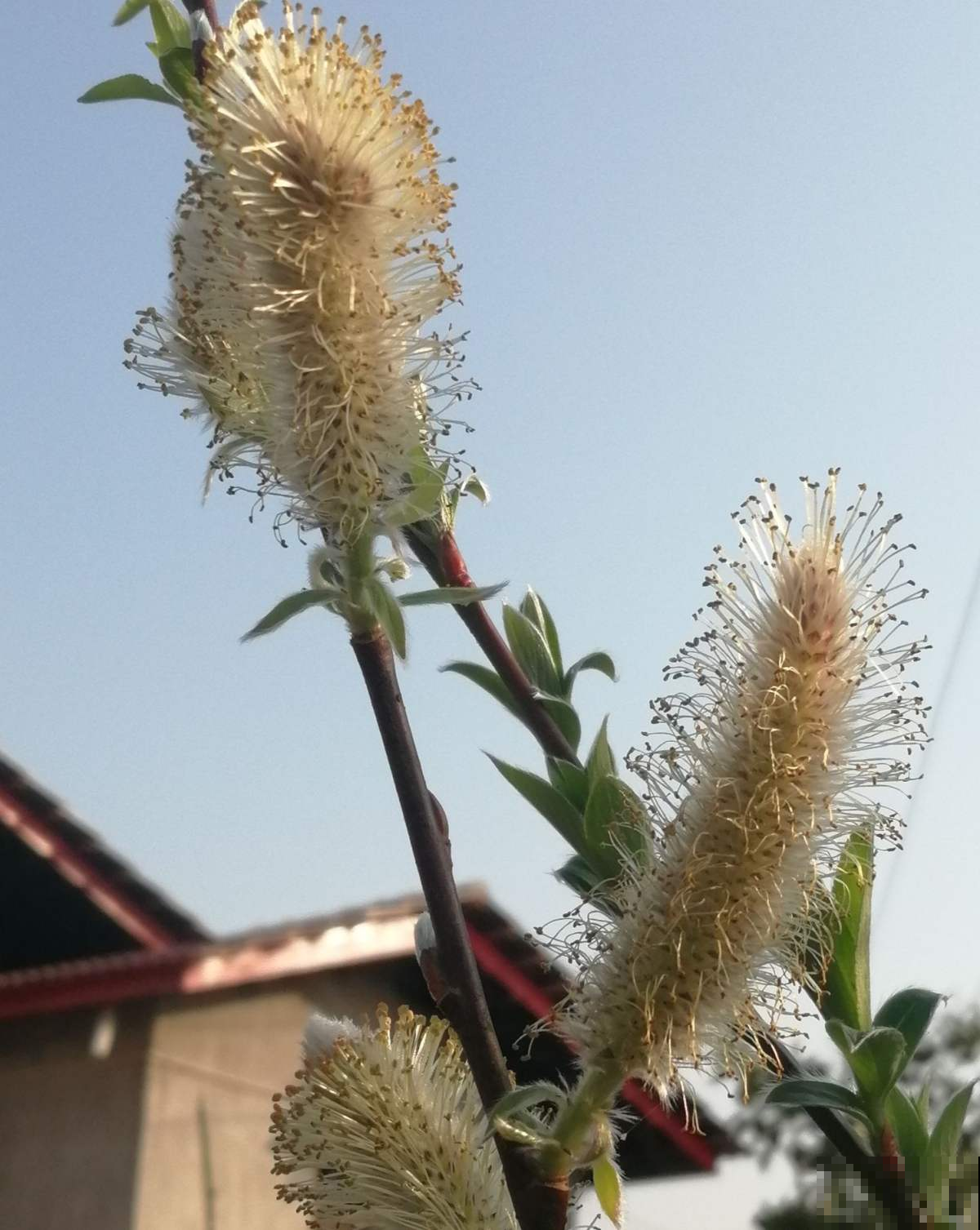 春天路边开满花，30种花能认识一半，就是植物大神